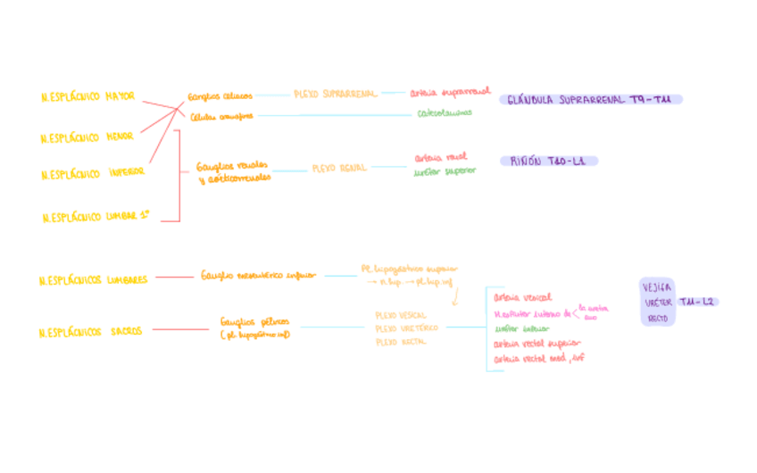 Miniatura del documento Nervios-Esplacnologia.pdf