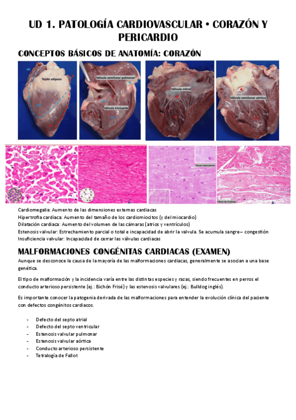 Miniatura del documento UD-1--Patologia-Cardiovascular.pdf