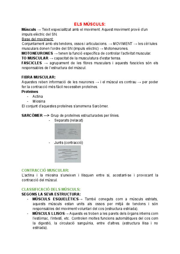 Miniatura del documento MP02-ELS-MUSCULS.pdf
