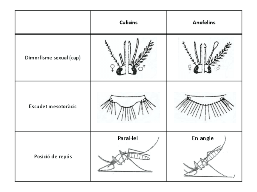 Miniatura del documento taula-diferencies-culicins-anofelins.pdf