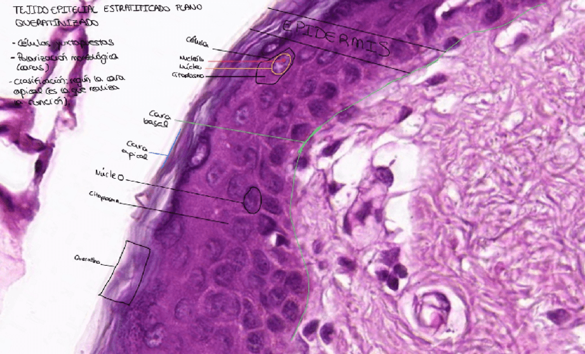 Miniatura del documento Imagenes-practica-2.pdf