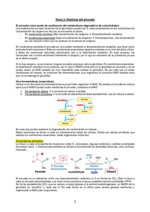 Miniatura del documento Tema-3.-Destinos-del-piruvato.pdf