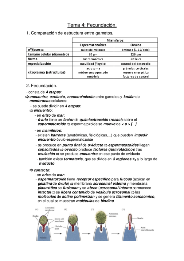 Miniatura del documento Biotecnologia-de-la-Reproduccion-Tema-4.pdf