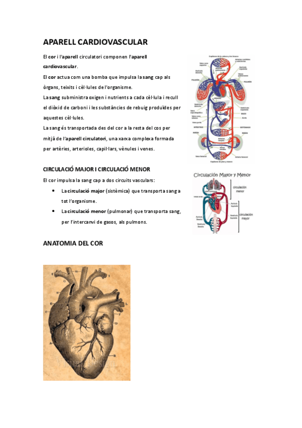 Miniatura del documento APARELL-CARDIOVASCULAR.pdf