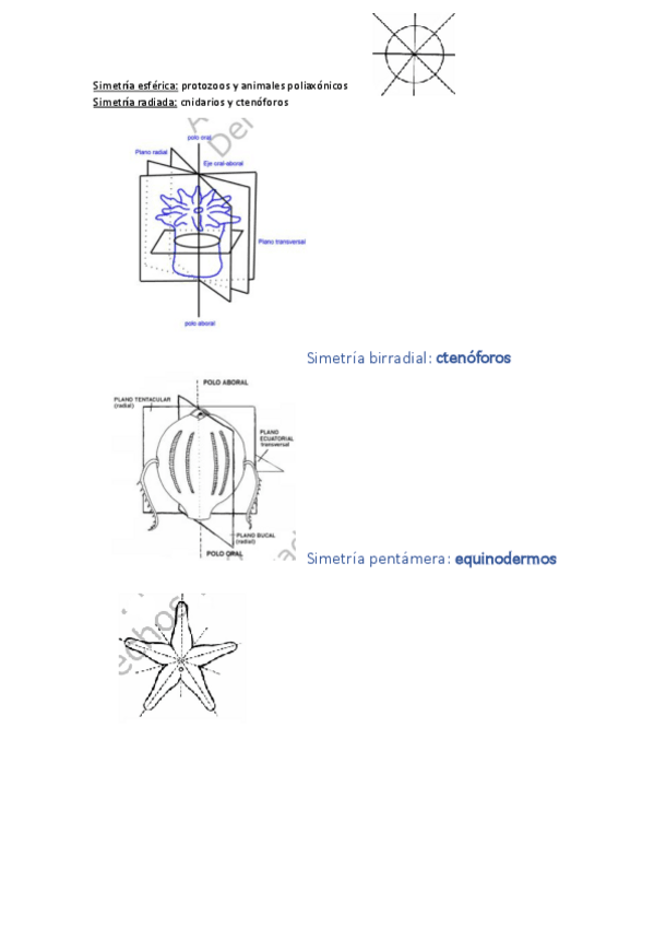 Miniatura del documento Simetria-esferica.pdf