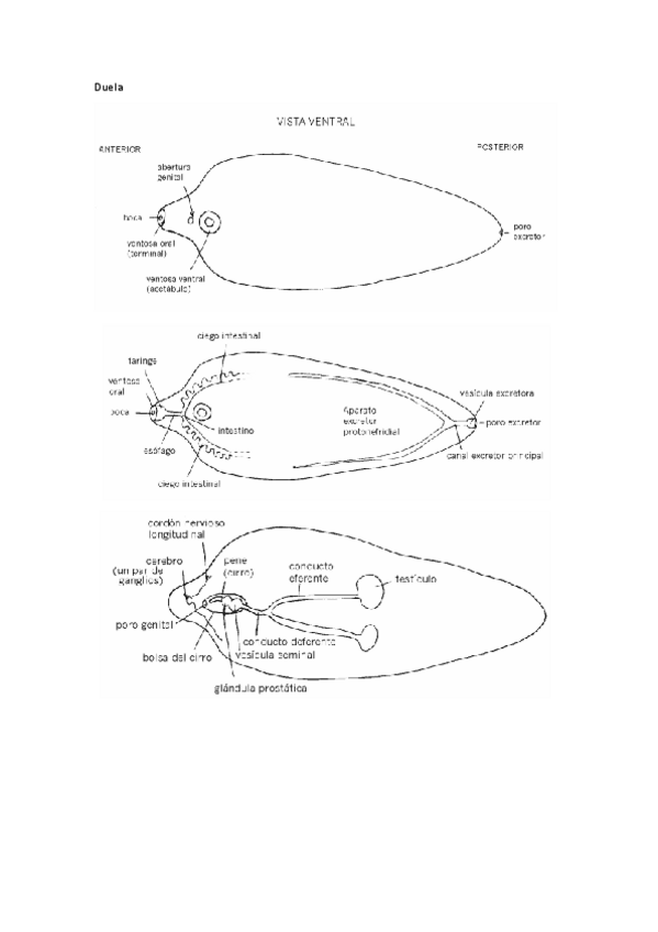 Miniatura del documento dibujos-zoo.pdf