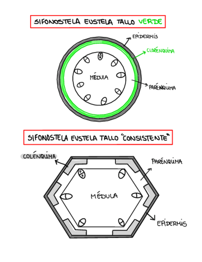 Miniatura del documento DISENO-DE-TALLO-SIFONOSTELA-EUSTELA.pdf