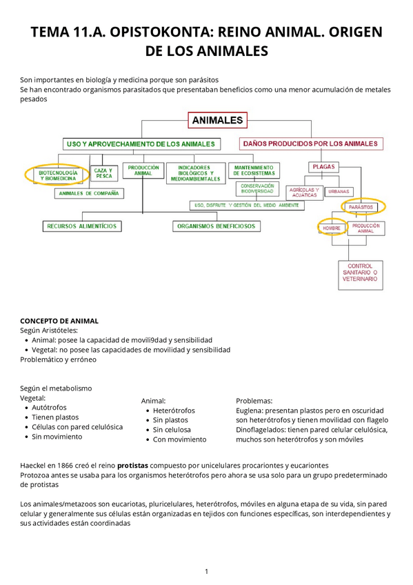 Miniatura del documento Tema-11.A.-Opistokonta-reino-animal.pdf