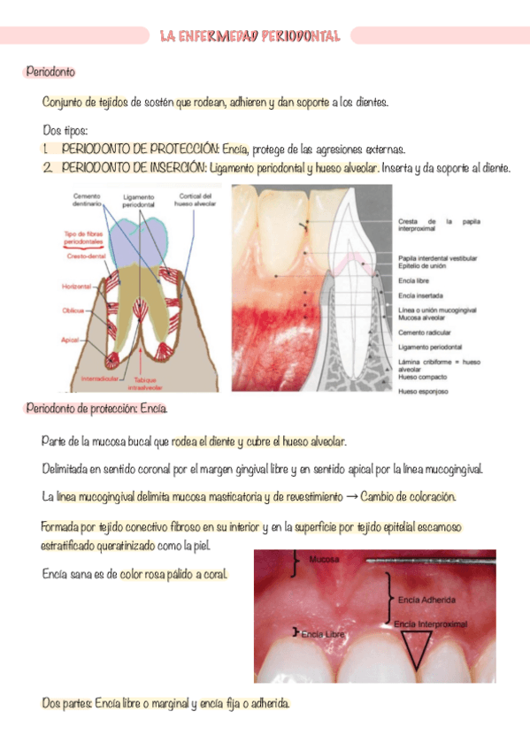 Miniatura del documento EO.-5.-La-enfermedad-periodontal..pdf