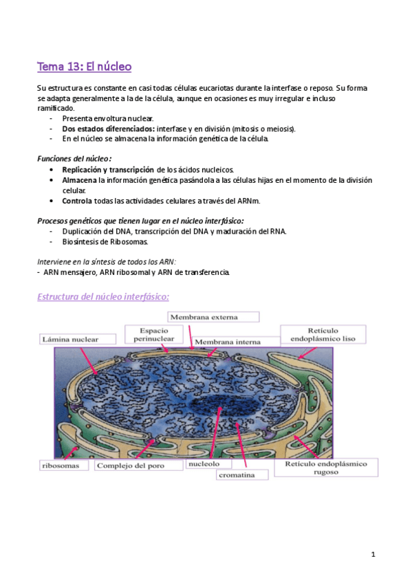 Miniatura del documento Temas-13-19-biologia.pdf