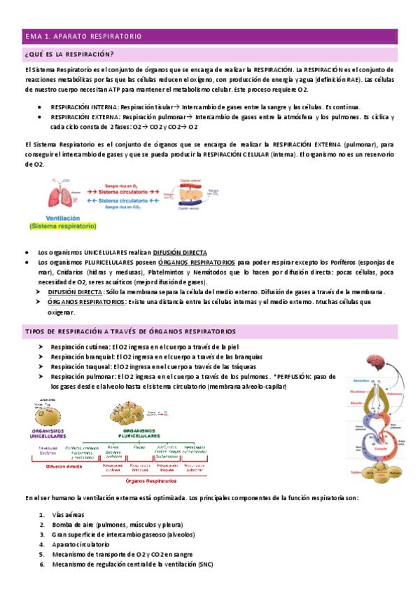 Miniatura del documento FISIOLOGIA-SEGUNDO-PARCIAL.pdf