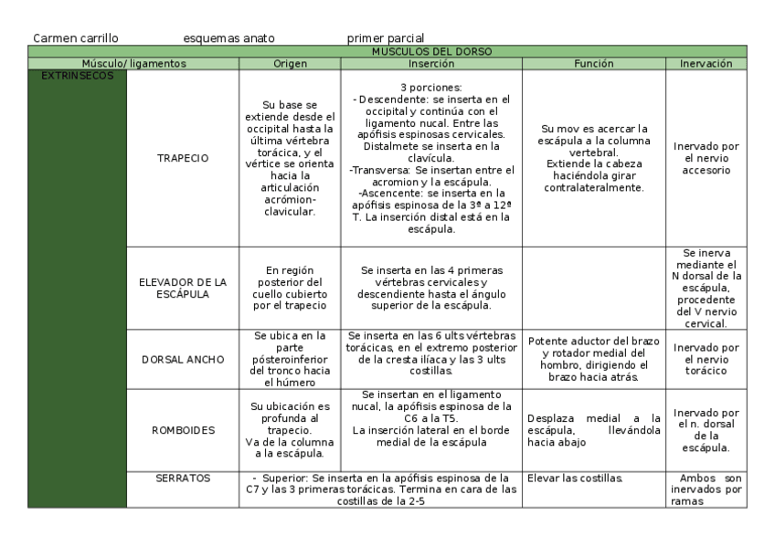 Miniatura del documento musculos-del-dorso-esquema.docx