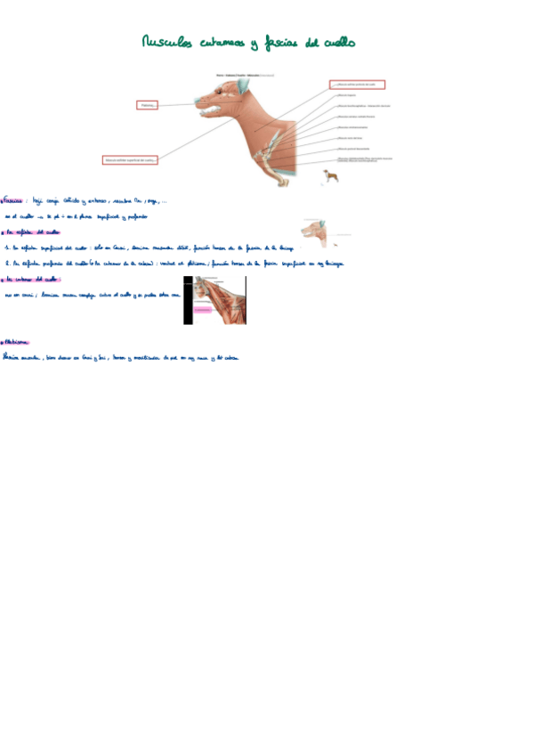 Miniatura del documento Musculos-del-cuello.pdf