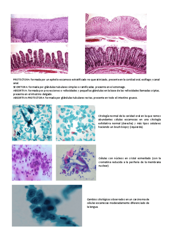 Miniatura del documento VISU-II-CITO-GENE.pdf