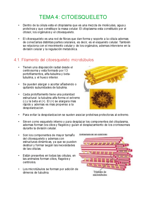 Miniatura del documento Tema4-citoesqueleto.pdf