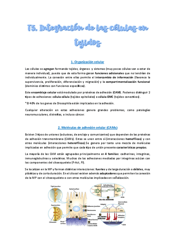 Miniatura del documento T5-Completo.pdf