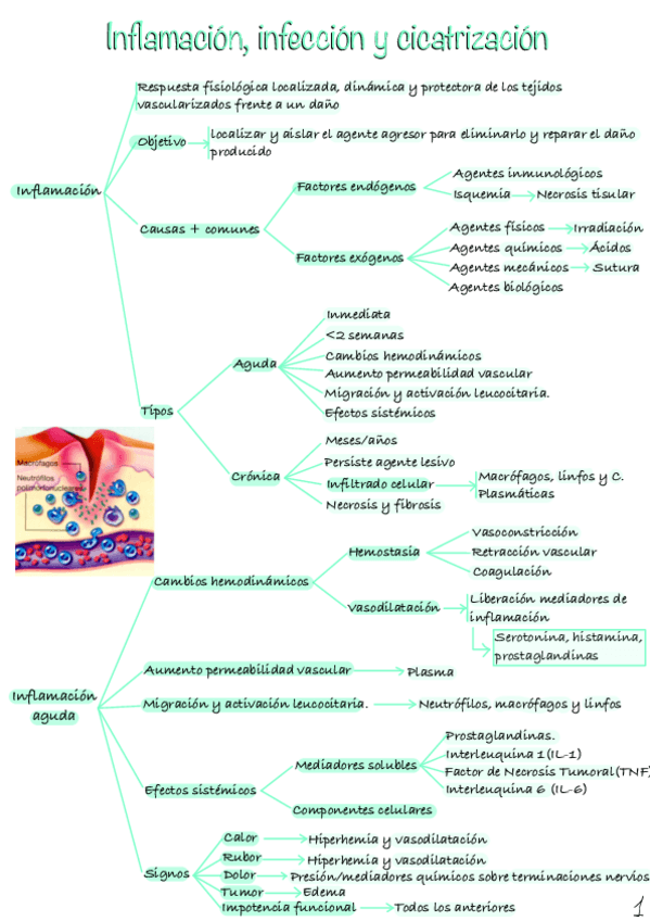Miniatura del documento Inflamacion-infeccion-y-Cicatrizacion.pdf