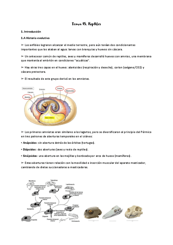 Miniatura del documento Tema-15-reptiles.pdf