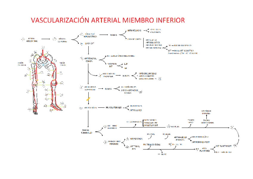 Miniatura del documento Vascularización MMII.pdf