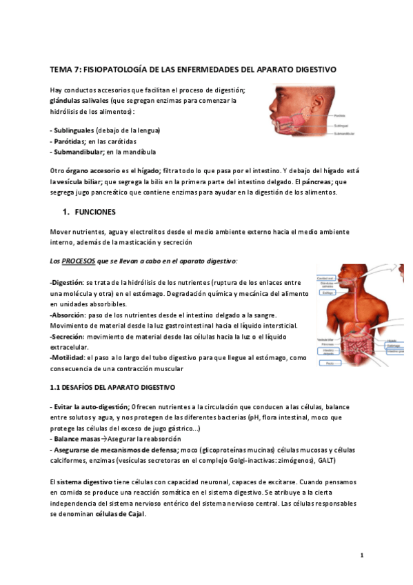 Miniatura del documento FISIOLOGIA-II-APUNTES-SEGUNDO-PARCIAL.pdf