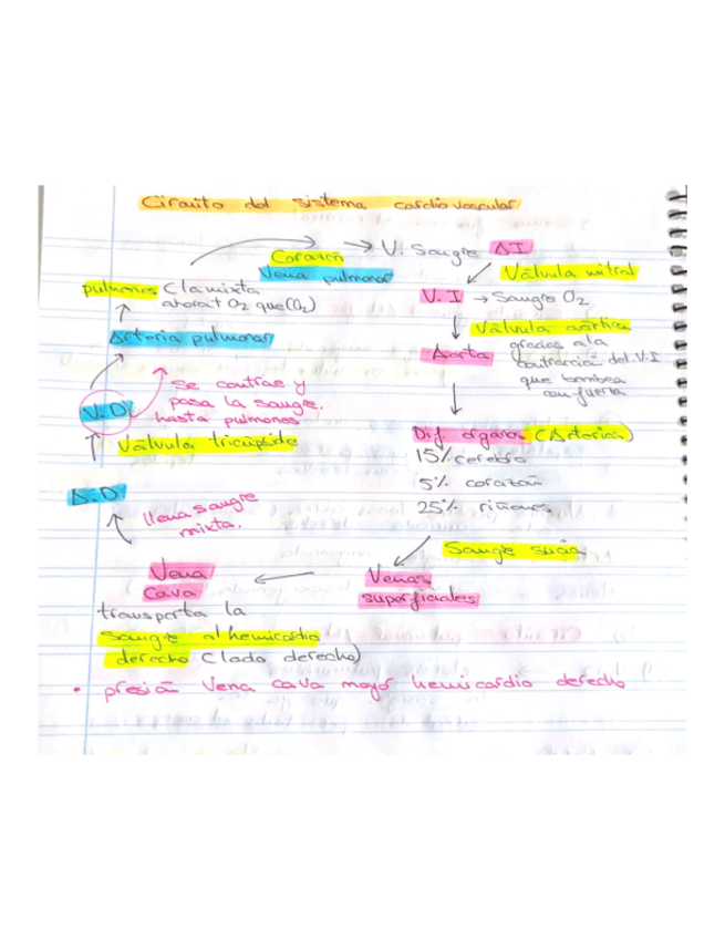 Miniatura del documento circuito-del-sistema-cardiovascular.pdf