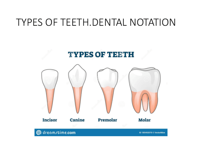 Miniatura del documento TYPES-OF-TEETH.DENTAL-NOTATION.pdf