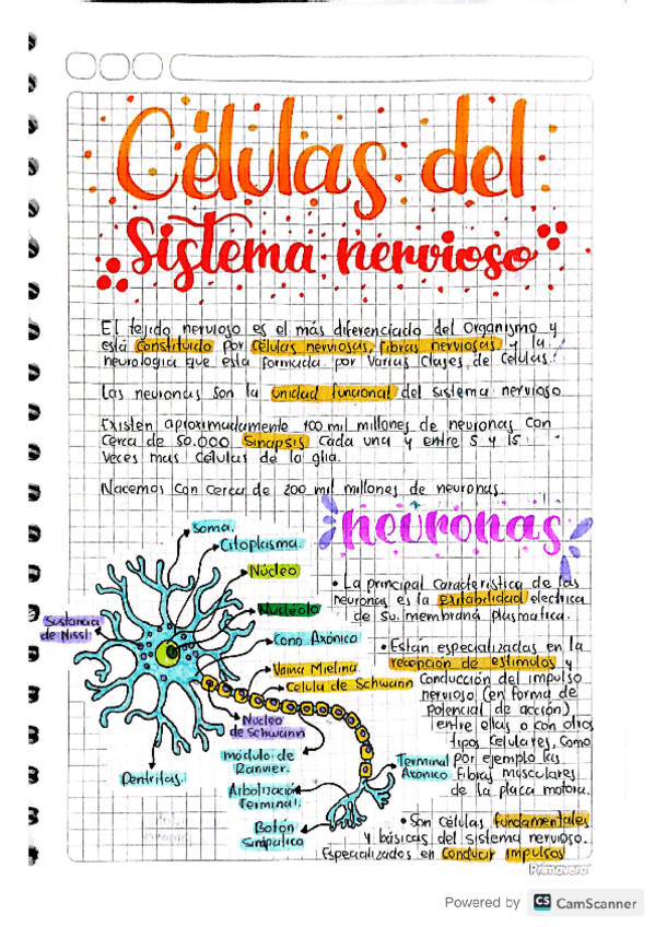 Miniatura del documento Celulas-del-SN.pdf