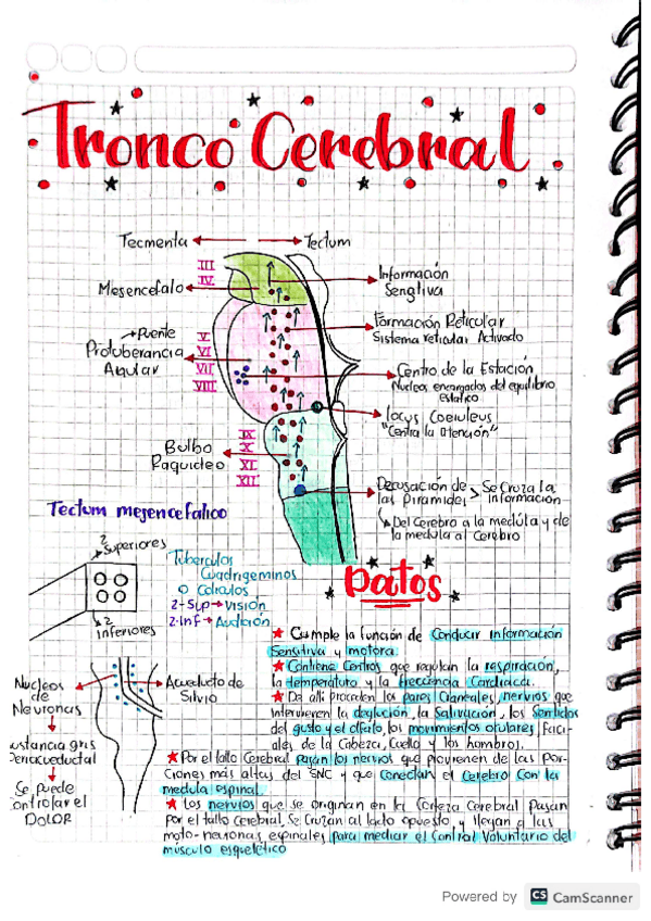 Miniatura del documento Tronco-Cerebral.pdf