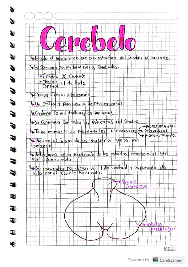 Miniatura del documento CEREBELO.pdf
