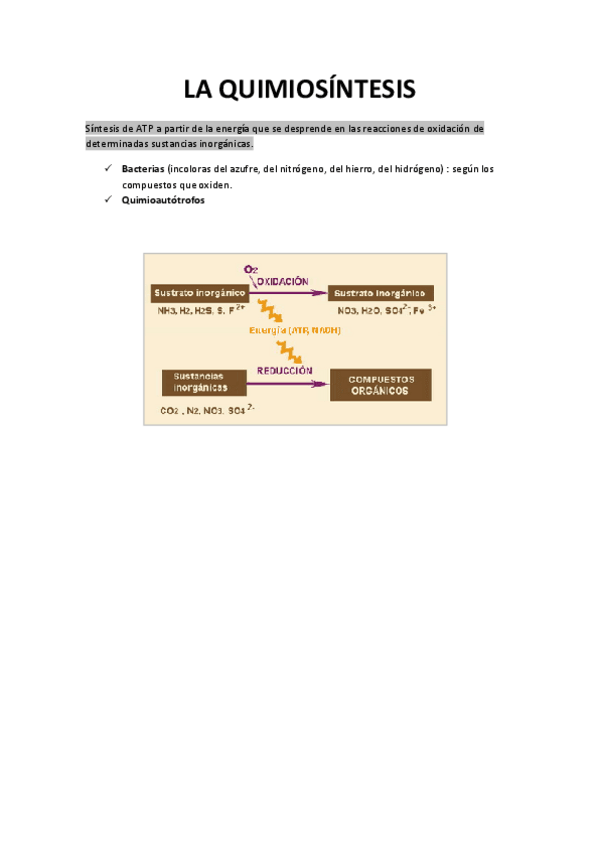 Miniatura del documento QUIMIOSINTESIS.pdf
