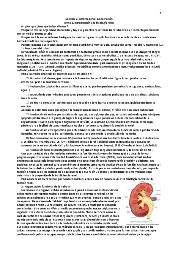 Miniatura del documento Seccion-V.-El-sistema-renal.pdf
