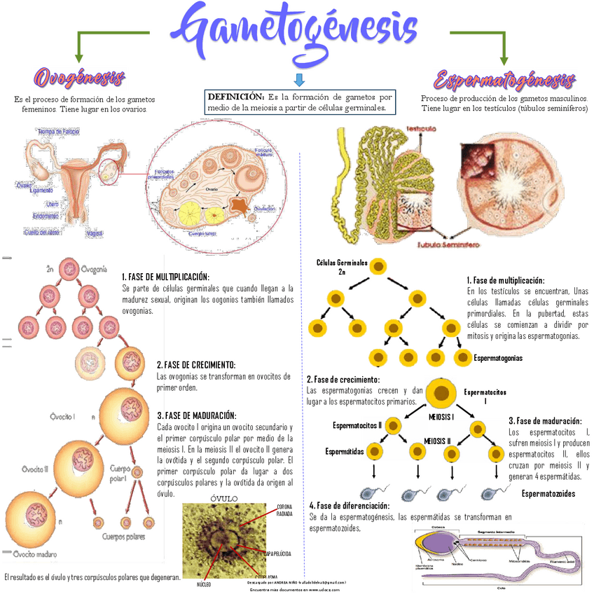 Miniatura del documento GAMETOGENESIS.pdf