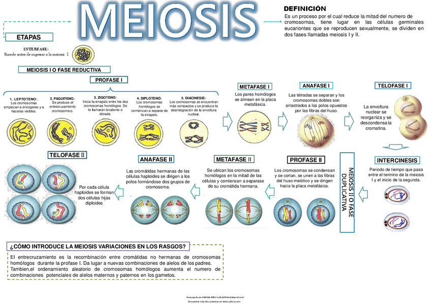 Miniatura del documento MEIOSIS.pdf
