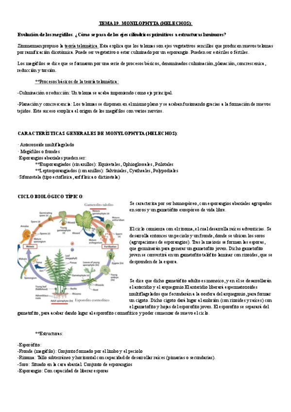 Miniatura del documento tema 19.-monilophyta.pdf