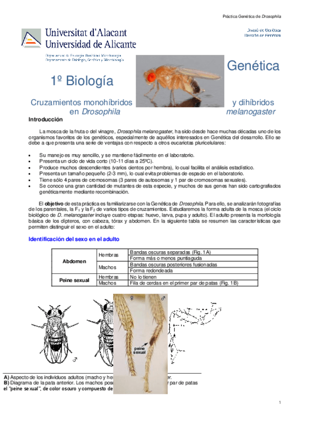 Miniatura del documento Practica-Drosophila.pdf