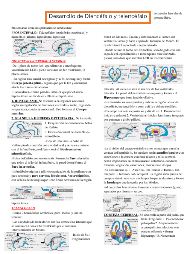 Miniatura del documento Desarrollo-de-Diencefalo-y-telencefalo.docx
