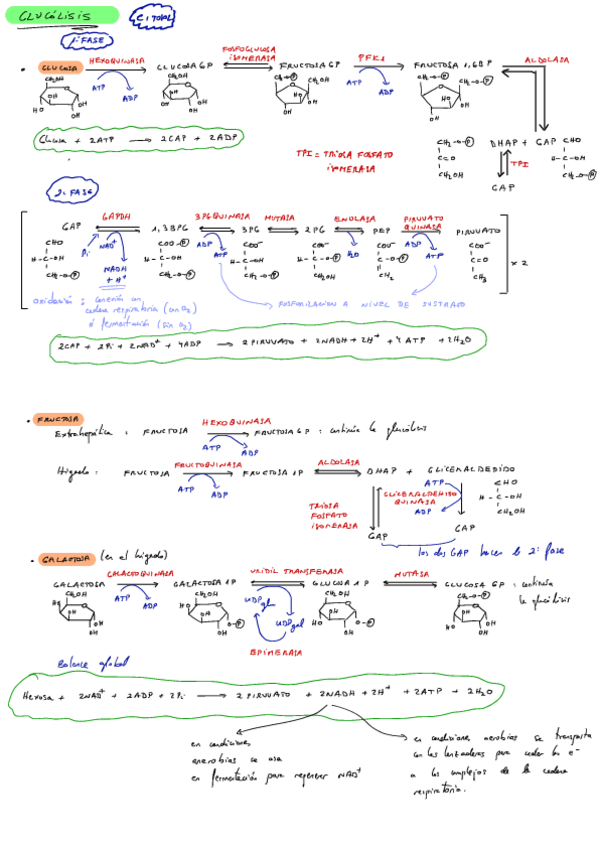 Miniatura del documento Rutas-metabolicas-examen.pdf