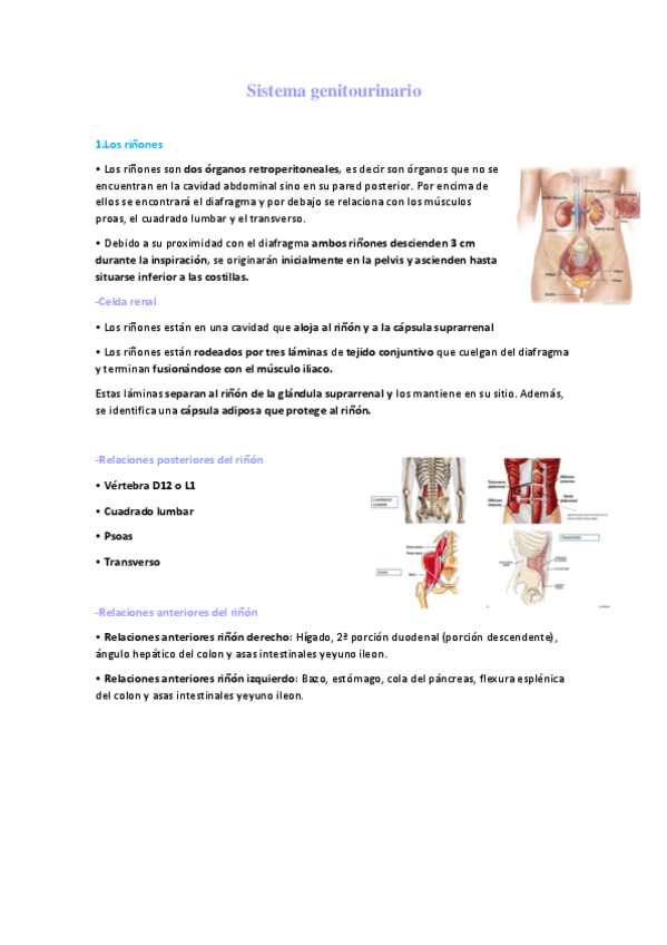 Miniatura del documento Sistema-genitourinario.pdf