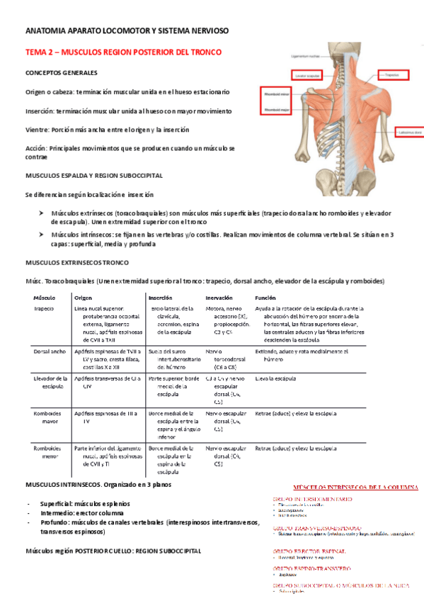 Miniatura del documento TEMA-2-MUSCULOS-REGION-POSTERIOR-DEL-TRONCO.pdf