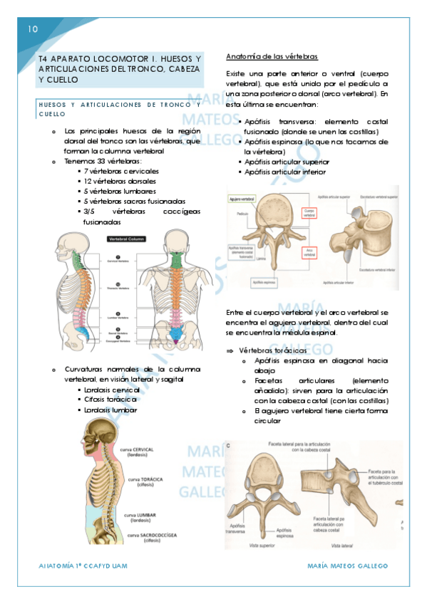 Miniatura del documento Temas 4-6. BLOQUE 2 parte 2 Aparato locomotor..pdf