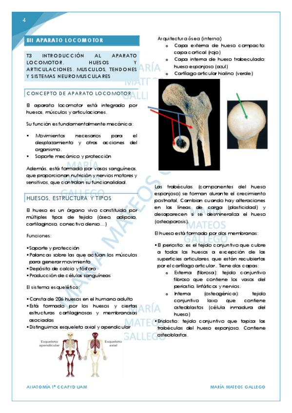 Miniatura del documento Tema 3. BLOQUE-2-parte-1-Aparato-locomotor..pdf