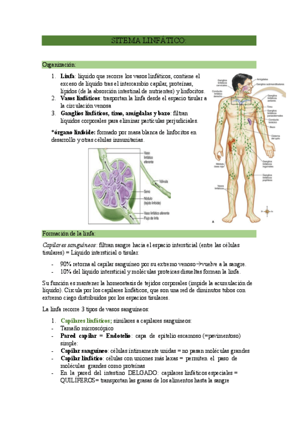 Miniatura del documento SITEMA-LINFATICO.pdf