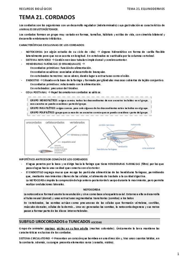 Miniatura del documento 21.-CORDADOS.pdf