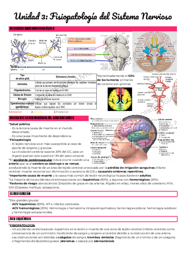 Miniatura del documento Unidad-3-Fisiopatologia-del-Sistema-Nervioso.pdf