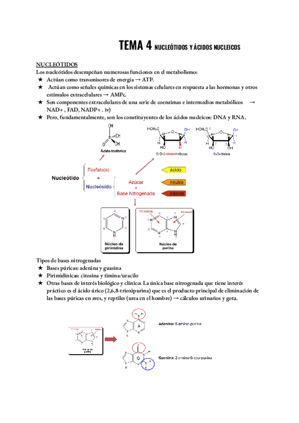 Miniatura del documento bioquimica-tema-4-1.pdf
