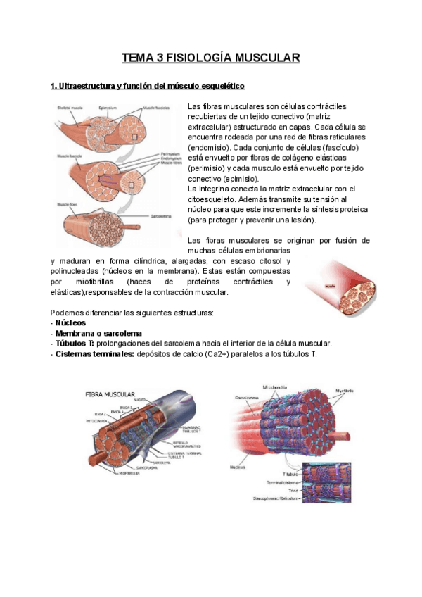 Miniatura del documento TEMA-3-FISIOLOGIA-MUSCULAR.pdf
