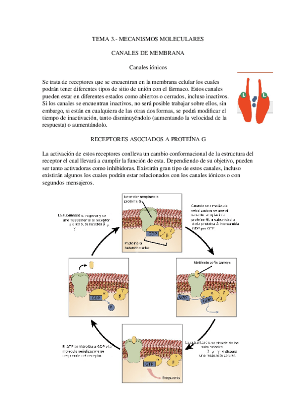 Miniatura del documento 3.-Mecanismos-moleculares.docx