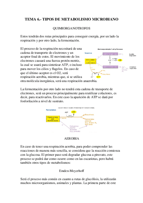 Miniatura del documento Tema-6.-Tipos-de-metabolismos.docx