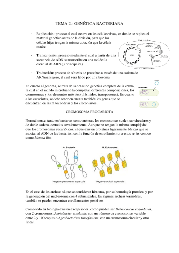Miniatura del documento Tema-2.-Genetica-microbiana.docx