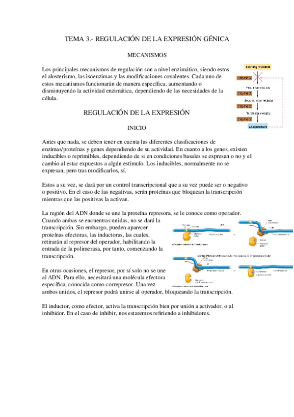 Miniatura del documento Tema-3.-Regulacion-genica.docx